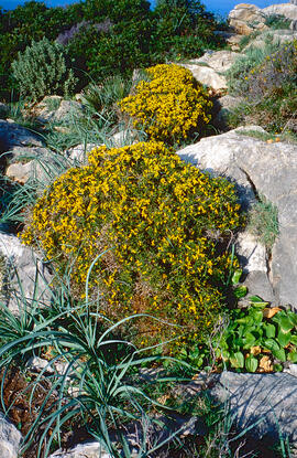 Gatosa ("Genista scorpius")