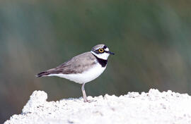 Tiruril·lo ("Charadrius alexandrinus")