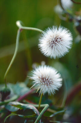 Dent de lleó ("Taraxacum officinale")