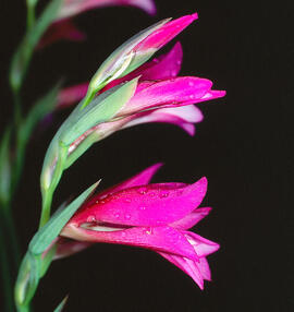 Gladiol ("Gladiolus italicus")