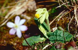 Prímula ("Primula veris")