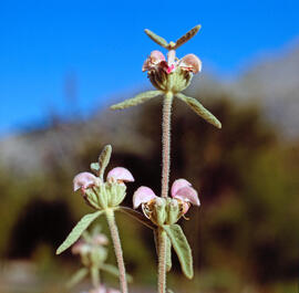 Farigola ("Teucrium capitatum")