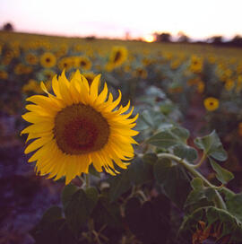 Girasol ("Helianthus annuus")