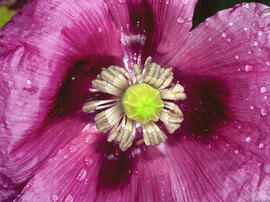 Cascall ("Papaver somniferum")