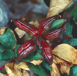 Peònia ("Paeonia mascula")