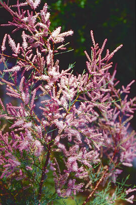 Tamarell ("Tamarix Gallica")