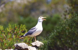 Gavina ("Larus michahellis")