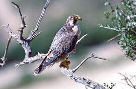 Falcó ("Falco peregrinus")