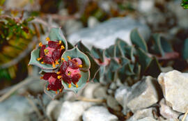 Floreta de pastor ("Euphorbia rigida")
