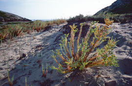 Lleteresa de platja ("Euphorbia paralias")