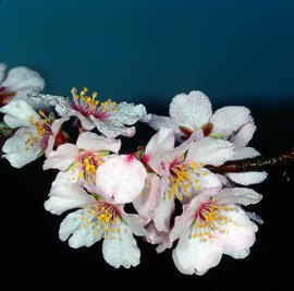 Flor d'ametller ("Prunus dulcis")