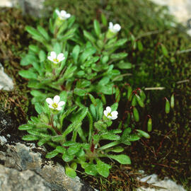 Saxífraga de tres dits ("Saxifraga tridactylites L.")