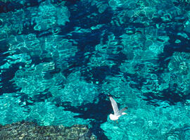 Gavina roja ("Larus audouinii")