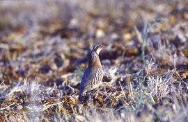 Perdiu ("Alectoris rufa")