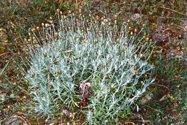Herba santa ("Phagnalon sordidum")