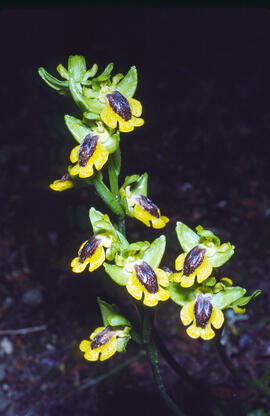 Abellera groga ("Ophrys lutea")