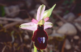 Orquídia ("Ophrys balearica")
