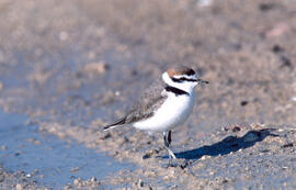 Tiruril·lo ("Charadrius alexandrinus")