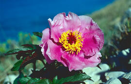 Peònia ("Paeonia mascula")