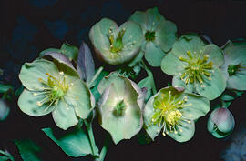 Palònia blanca ("Helleborus lividus")