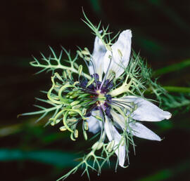 Flor d'aranya ("Nigella damascena")