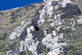 Voltor negre ("Aegypius monachus")
