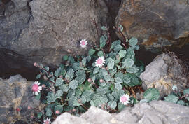 Margalides ("Bellis sylvestris")