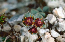 Floreta de pastor ("Euphorbia rigida")