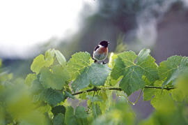 Vitrac ("Saxicola rubicola")