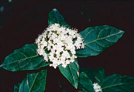 Llorer bord ("Viburnum tinus")