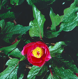 "Helleborus orientalis"