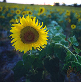 Girasol ("Helianthus annuus")
