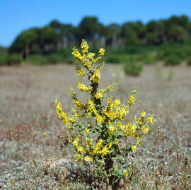 Trepó bord ("Verbascum sinuatum")