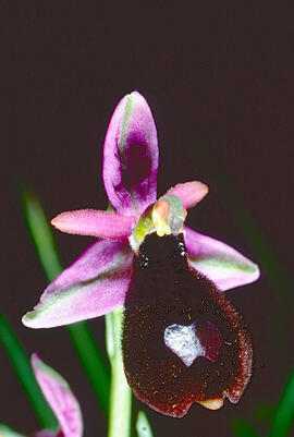 Orquídia ("Ophrys balearica")