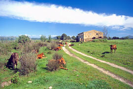 Vaques a l'Albufera