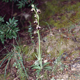 Orquídia ("Ophrys balearica")