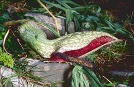 Orella de porc ("Helicodiceros muscivorus")")