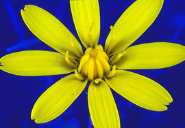 Cuscullera ("Hyoseris radiata")