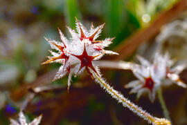 Trifoli estrellat ("Trifolium strellatum")