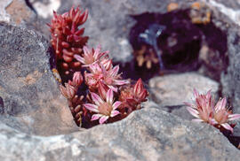 Mucizònia de muntanya ("Sedum candollei")