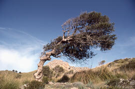 Ullastre ("Olea europaea")