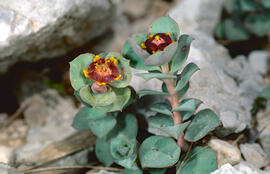 Floreta de pastor ("Euphorbia rigida")