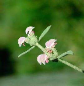Matagall ("Phlomis purpurea")
