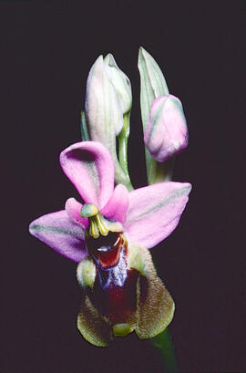 Mosca vermella ("Ophrys tenthredinifera")