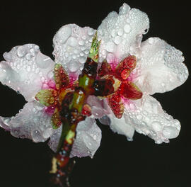 Flor d'ametller ("Prunus dulcis")