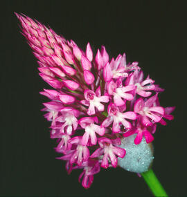 Abellera olorosa ("Anacamptis coriophora")