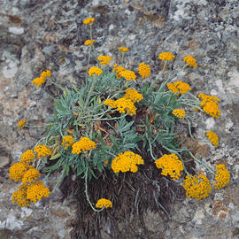 Ramell de Sant Ponç ("Helichrysum stoechas")