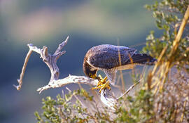 Falcó ("Falco peregrinus")