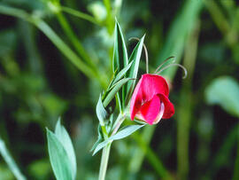 Veçot ("Lathyrus tingitanus")