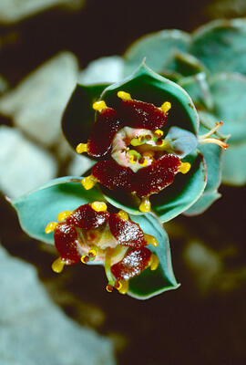 Floreta de pastor ("Euphorbia rigida")